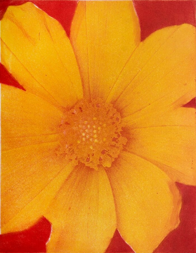 Pedro Escapa- Flor