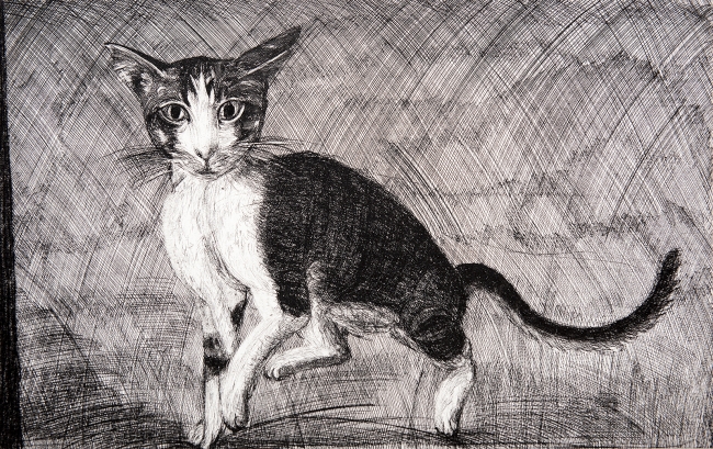 Gato Augusto