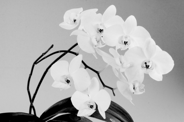 Orquidea I. Precio según soporte y medidas 3/20