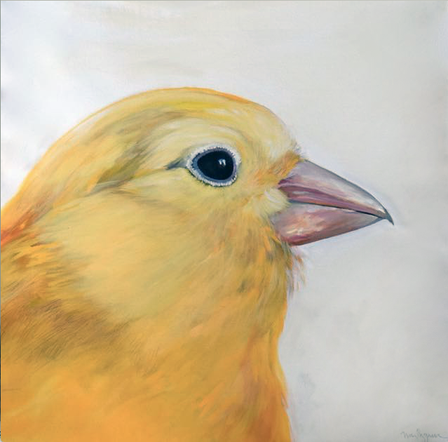 Canary