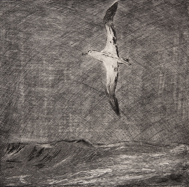 Albatros