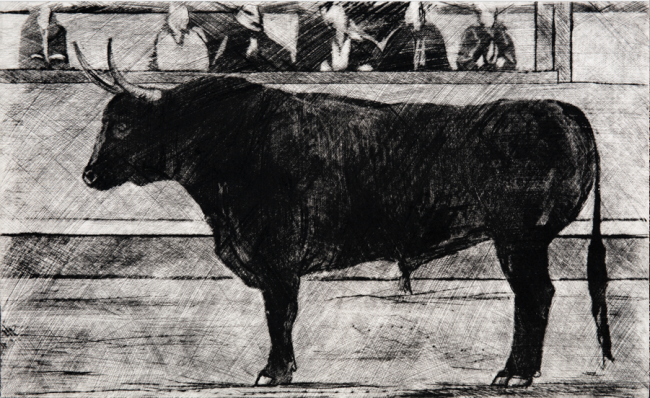 Toro negro