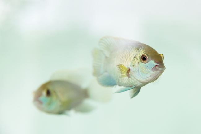 Peces