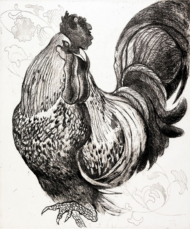 Gallo - Pablo Serna