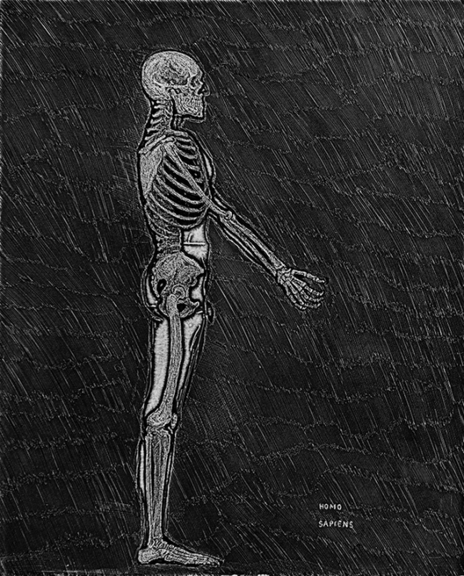 Homo sapiens