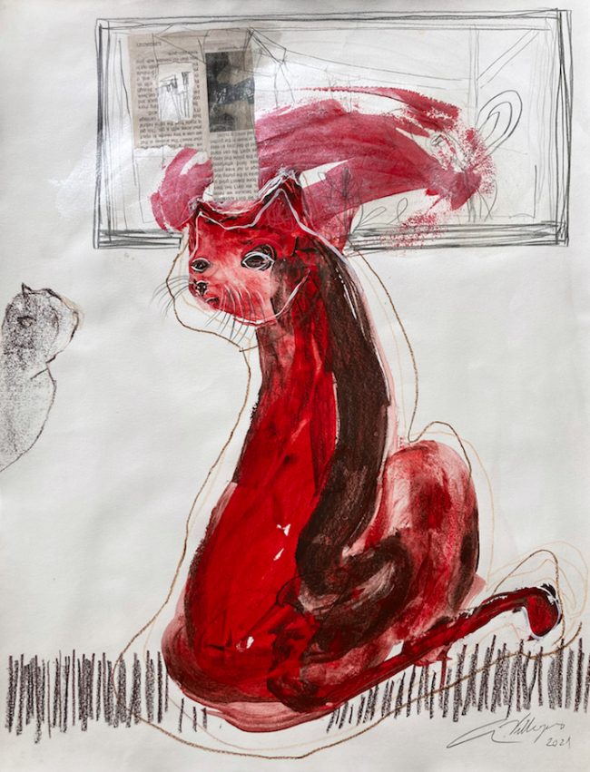 Red cat