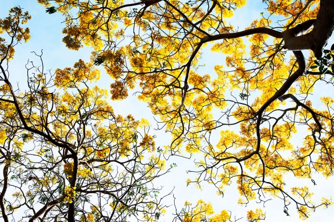 PRIMAVERA.