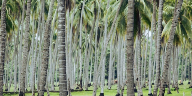Palmeras. Precio de acuerdo a soporte y medidas