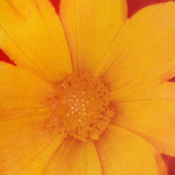 Pedro Escapa- Flor