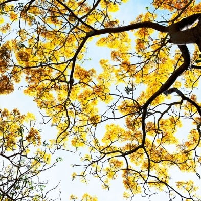PRIMAVERA.